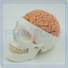 Modelo humano plástico do crânio da boa qualidade PNT-1150 para o hospital